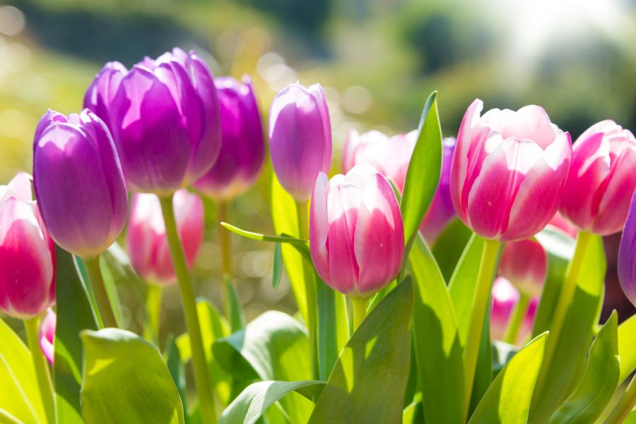 Hoa Tulip thuộc loại cây thân thảo có thể trồng cả ngoài trời và trong bóng râm.