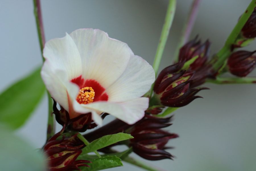 Hoa Atiso thực chất có 5 cánh, màu trắng hoặc hồng nhạt, búp hoa đỏ sẫm.
