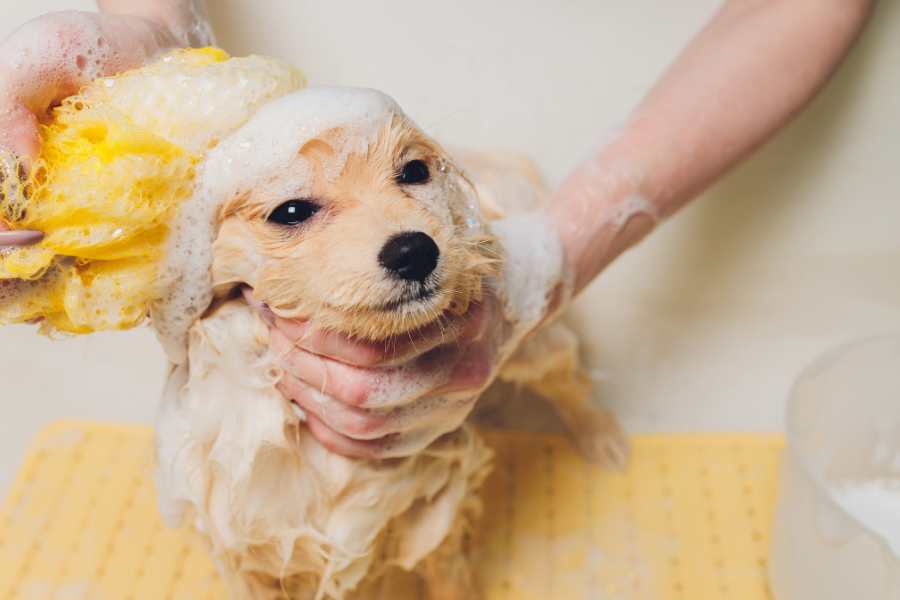 Tắm cho chó Pom ít nhất 2-3 lần/tháng và có thể thường xuyên hơn.