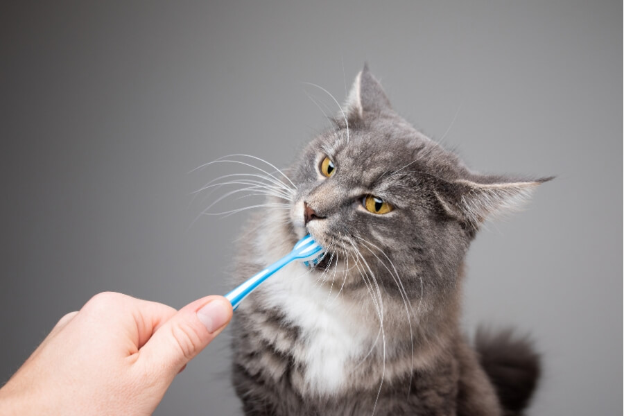 Đánh răng cho mèo Ald 1 lần/tuần giúp phòng bệnh nha chu, hôi miệng.