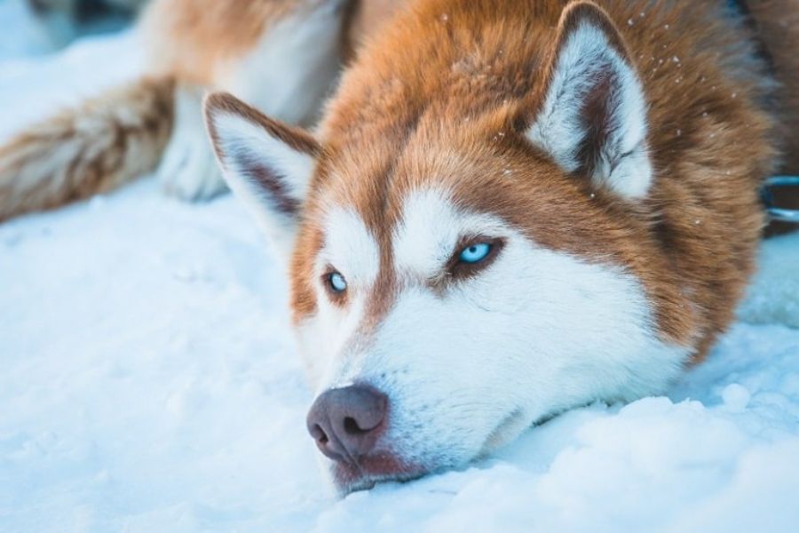 Chó Husky có phần đầu thon dài hơn Alaska.