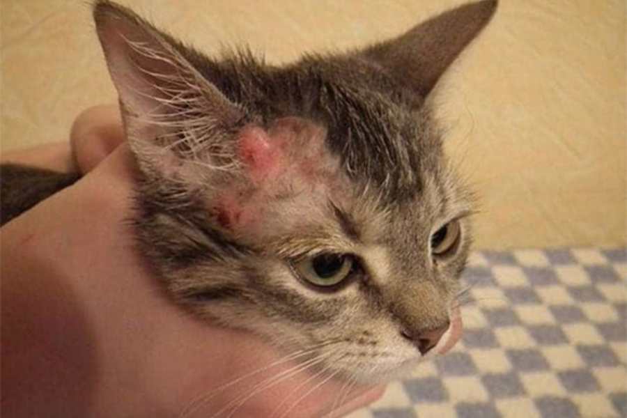 Mèo thường xuất hiện tình trạng sưng đỏ, viêm nhiễm da ở một hoặc nhiều vùng.