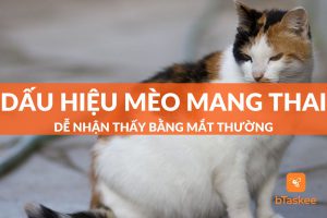 dấu hiệu mèo mang thai