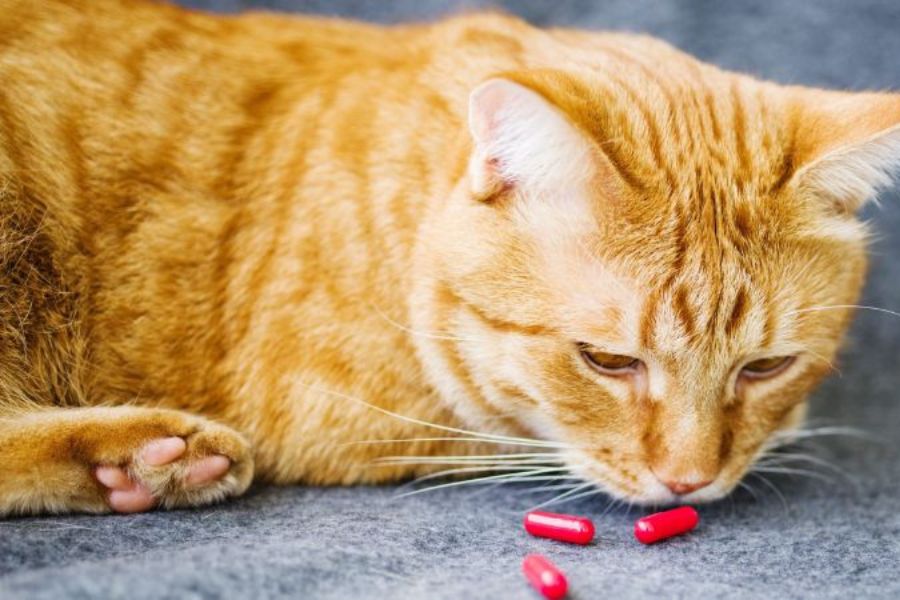 Sử dụng thuốc kháng sinh để giảm đau giảm sưng môi dưới ở mèo.