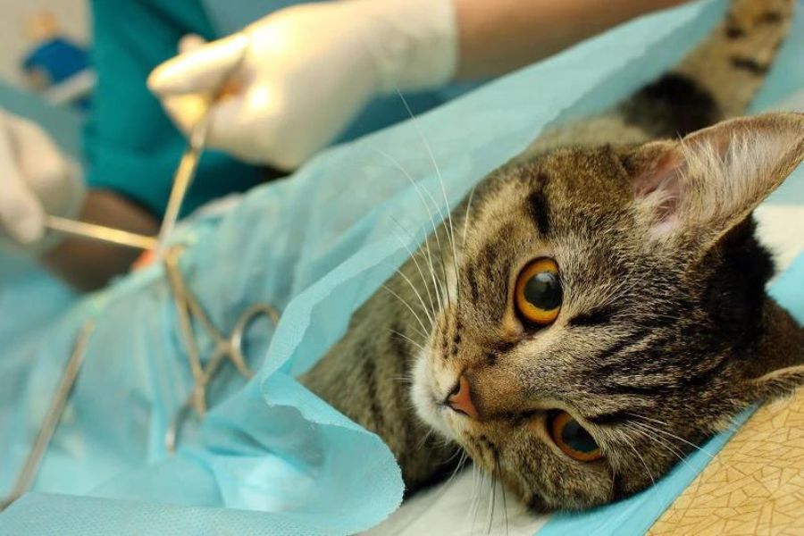 Phẫu thuật loại bỏ khối u là cách hiệu quả để điều trị tình trạng sưng môi dưới ở mèo.