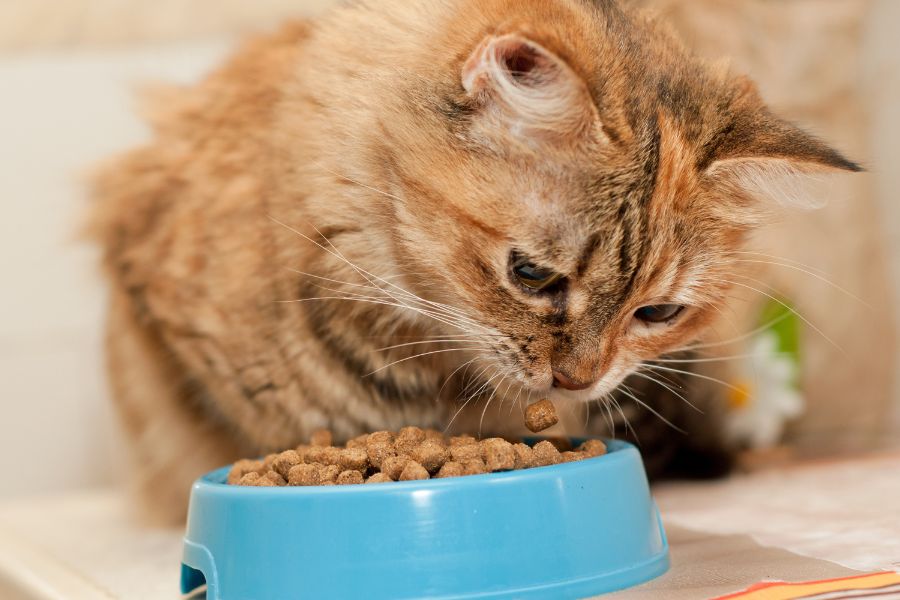 Khi mèo bị tiêu chảy, hãy cho ăn những thức ăn dễ tiêu và nhẹ nhàng như: Thịt gà, rau củ,...