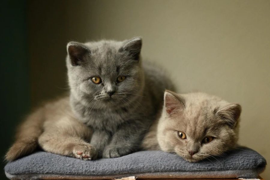Tùy thuộc vào từng chủng loại mà mèo Anh lông ngắn sẽ có những mức giá khác nhau.