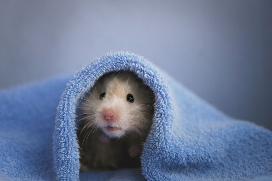 Bạn cần giữ ấm cho Hamster khi bé bị cảm lạnh.