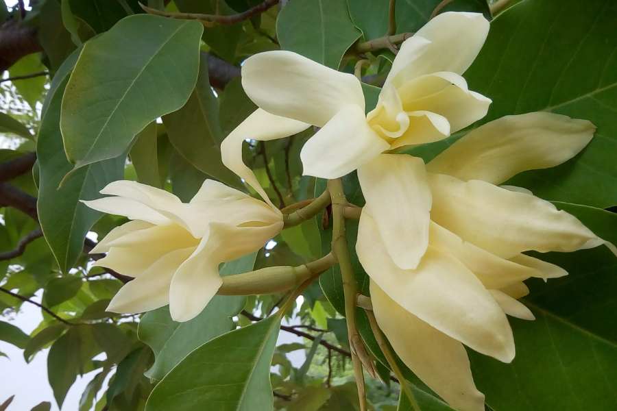 Cây hoa Ngọc Lan sở hữu sắc trắng tinh khôi và hương thơm nhè nhẹ, tạo cảm giác dễ chịu.