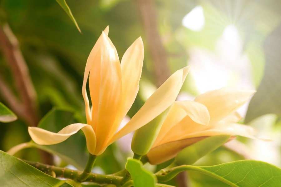 Ngọc Lan là một cây ưa ánh sáng và rất dễ trồng nên được nhiều gia chủ ưa chuộng.