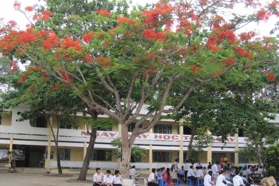 Hình ảnh cây phượng gắn liền với mái trường, quen thuộc với biết bao thế hệ học trò.