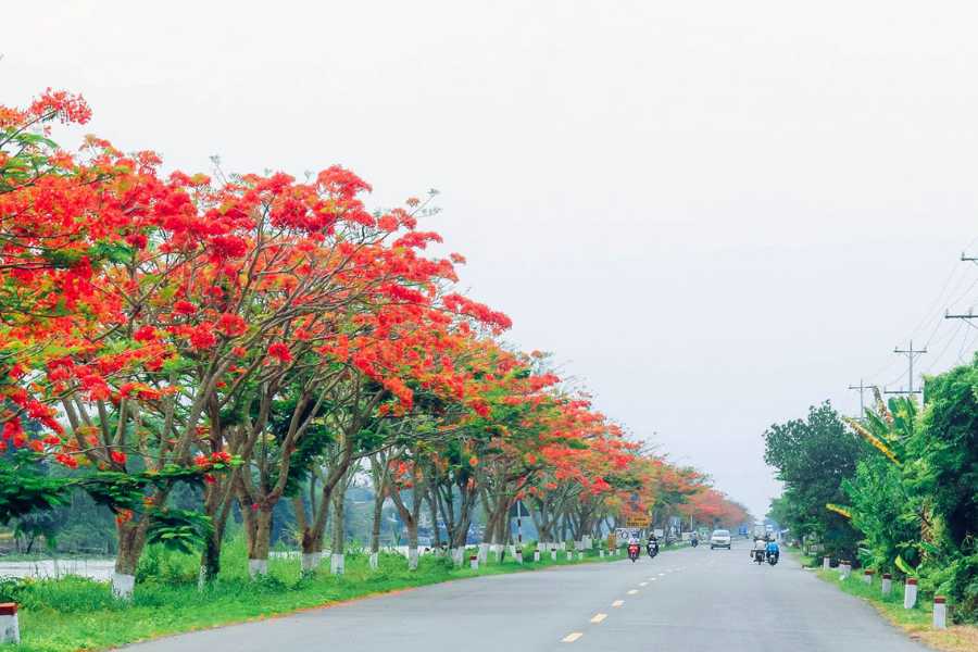 Cây phượng đỏ được trồng dọc đường phố để tạo hiệu ứng bắt mắt và tỏa bóng mát vào những ngày hè.