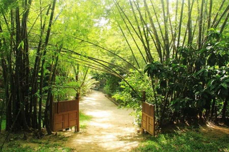 Hình ảnh những rặng tre Việt Nam được tạo hình thành chiếc cổng lối đi đẹp mắt.