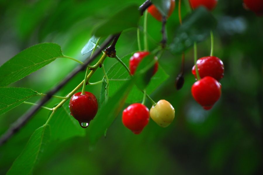 Hình ảnh Cherry đang vào mùa chín rộ.