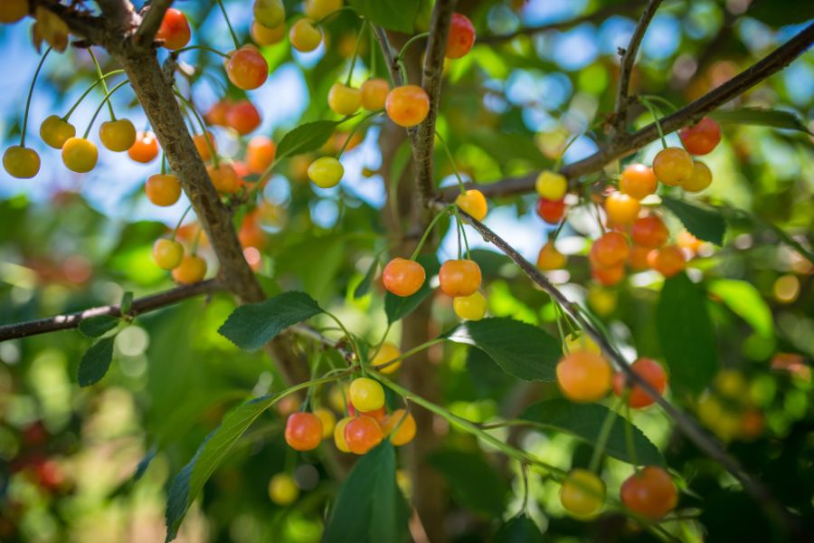 Hình ảnh quả Cherry đang chính có màu cam vàng rất đẹp mắt.