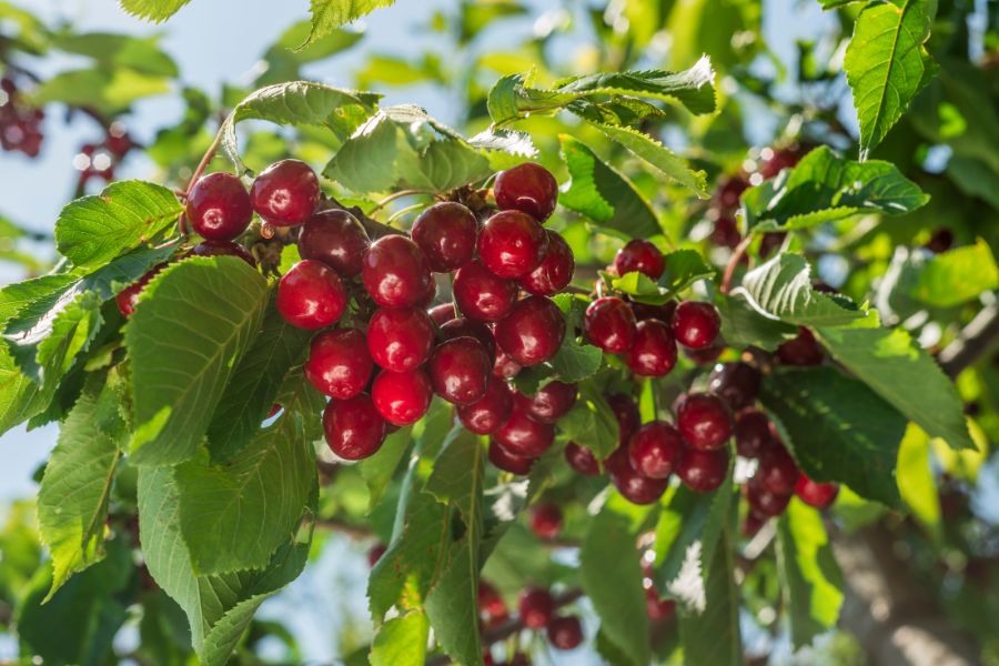 Hình ảnh chum Cherry đỏ mọng đang vào thời kỳ thu hoạch.