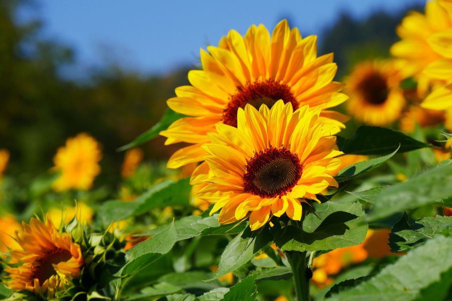 Hình ảnh hoa Hướng Dương đua nhau khoe sắc dưới ánh nắng mặt trời.