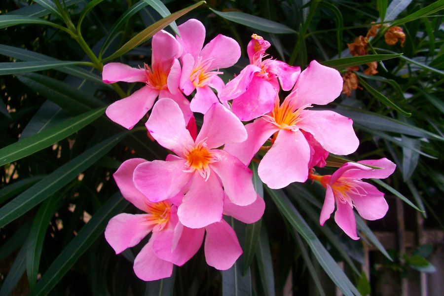 Được trồng dưới ánh sáng nhiều, lá và hoa Trúc Đào sẽ có màu đậm hơn.
