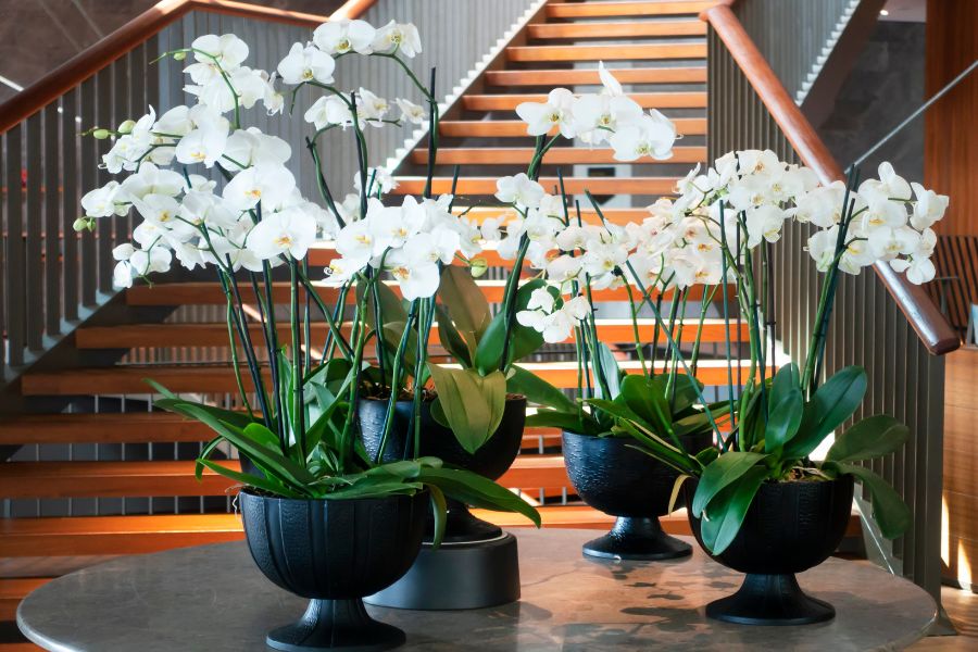 Hoa lan hồ điệp trắng khá dễ trồng và chăm sóc trong nhà.