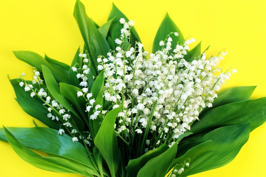 Hình ảnh đẹp về bó hoa linh lan trắng.