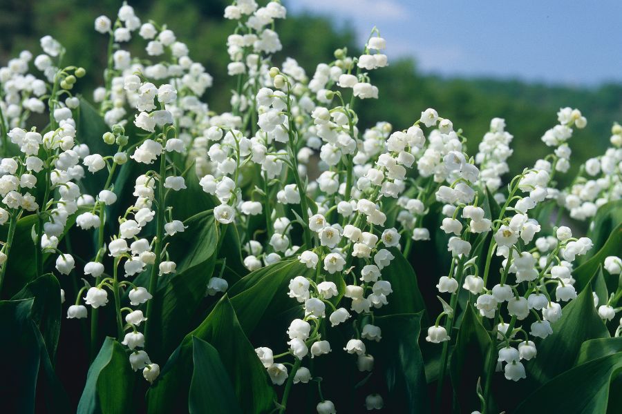 Hình ảnh đẹp về vườn hoa linh lan trắng.
