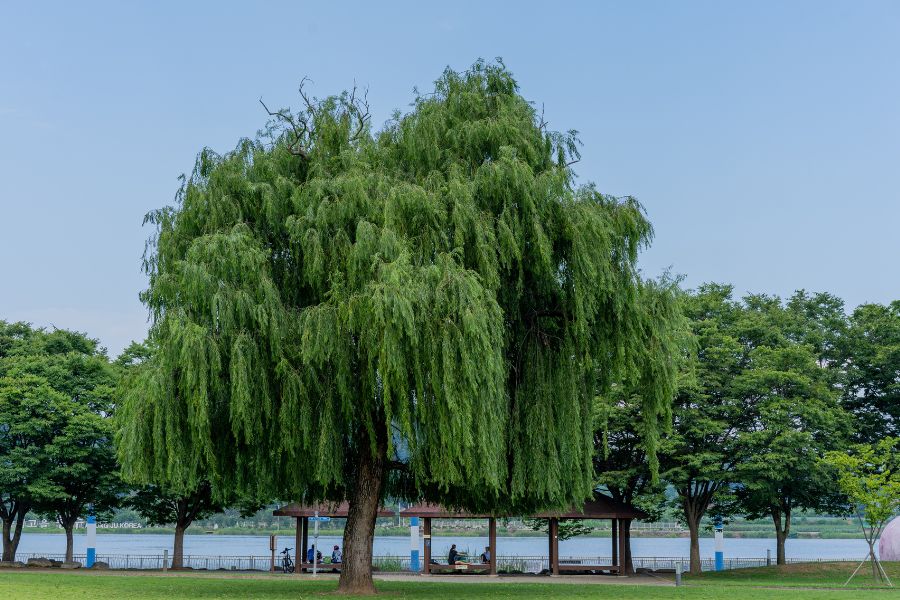 Cây liễu xum xuê tạo bóng mát ngày hè.