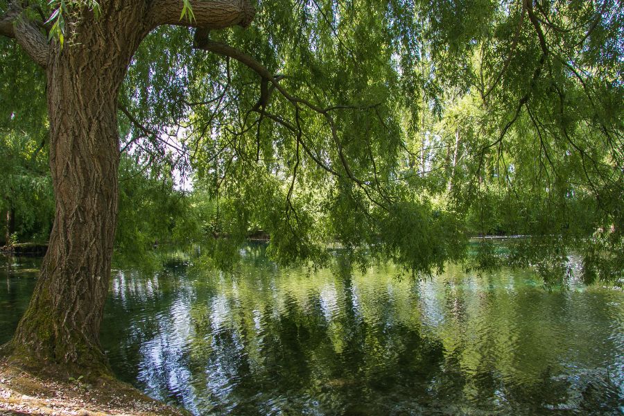 Hình ảnh cây lá liễu bên bờ hồ xanh mơn mởn.