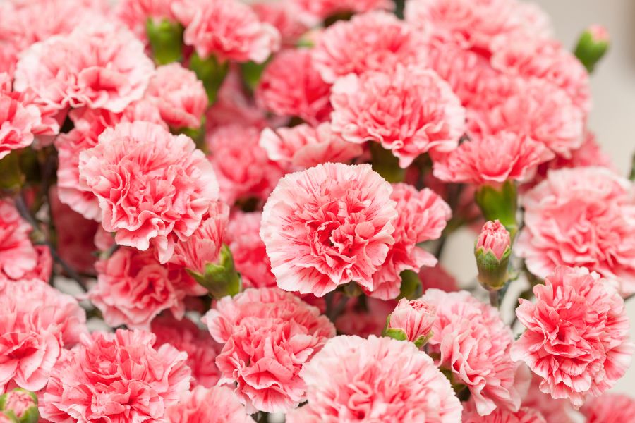 Hoa cẩm chướng bắt nguồn từ Địa Trung Hải và thường phân bố ở vùng ôn đới.