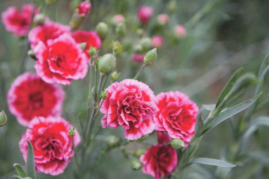 Hoa cẩm chướng có nhiều loài và đặc điểm mang tính đặc trưng.