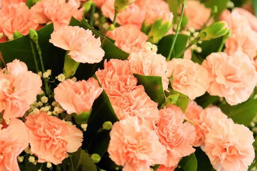 Tùy theo từng đất nước, hoa cẩm chướng lại mang các ý nghĩa hơi khác nhau.