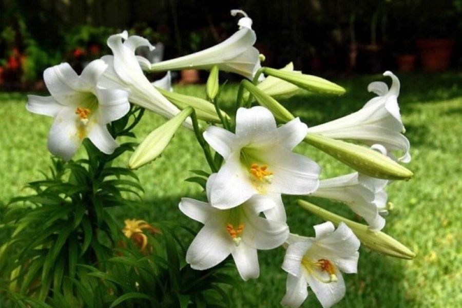 Hoa huệ là loại hoa chưng bàn thờ ngày Tết phổ biến nhất.