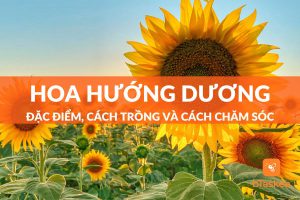 hoa hướng dương