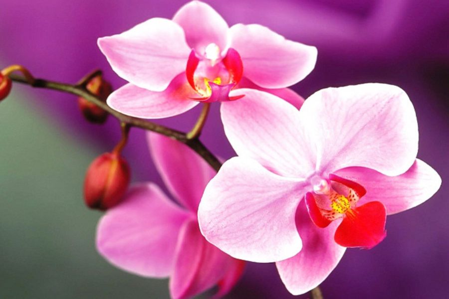 Hoa phong lan có ý nghĩa phong ba bão táp và phong tình nên không hợp với bàn thờ ngày Tết.
