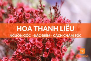 hoa thanh liễu