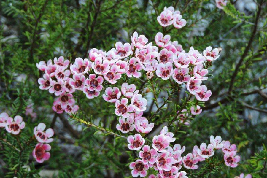 Hoa thanh liễu được trồng phổ biến tại các khu vực có khí hậu mát mẻ.