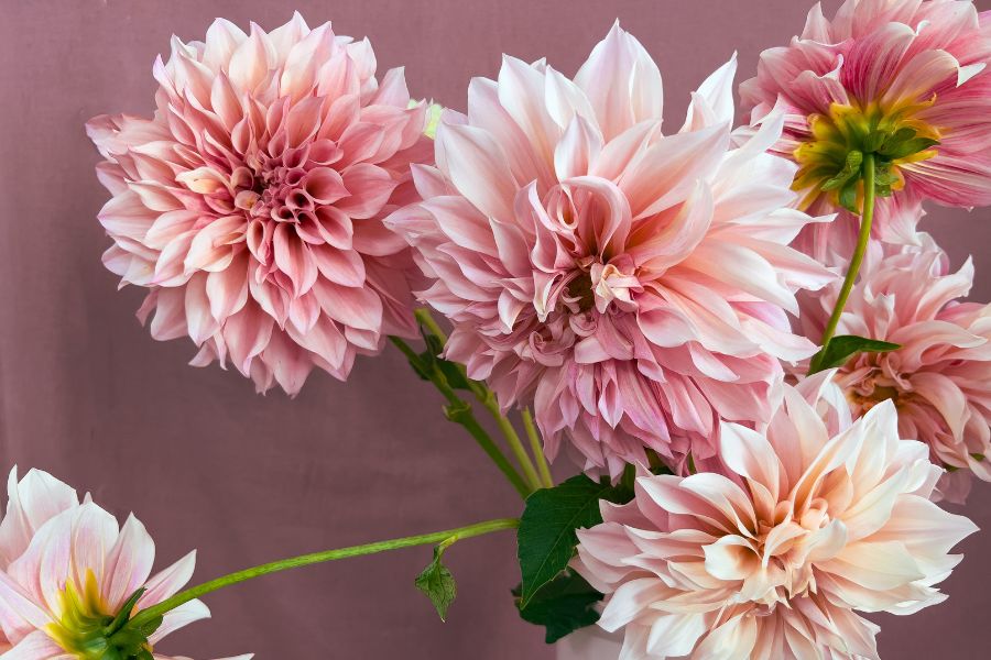 Những chậu hoa thược dược sai hoa, hoa to và màu sắc rực rỡ.