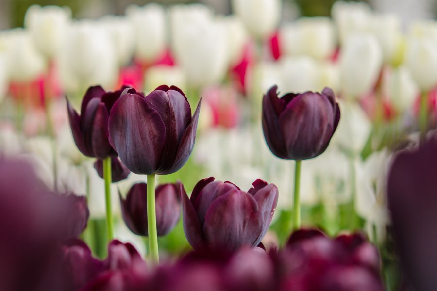 Hoa Tulip màu đen, được gọi là "Queen of the Night" - Nữ hoàng bóng đêm.