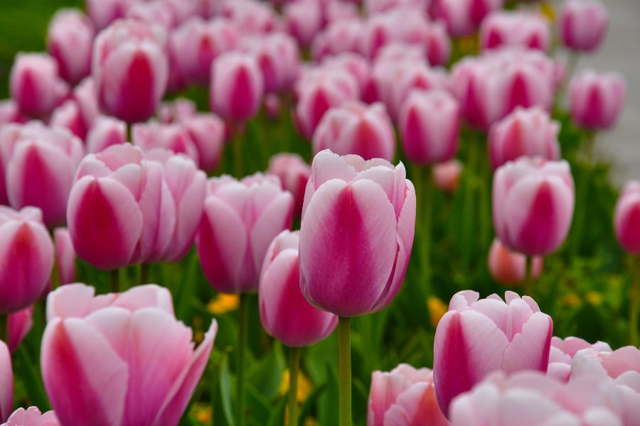 Tulip hồng tượng trưng cho sự tôn trọng và tình cảm ôn hòa, nhẹ nhàng.