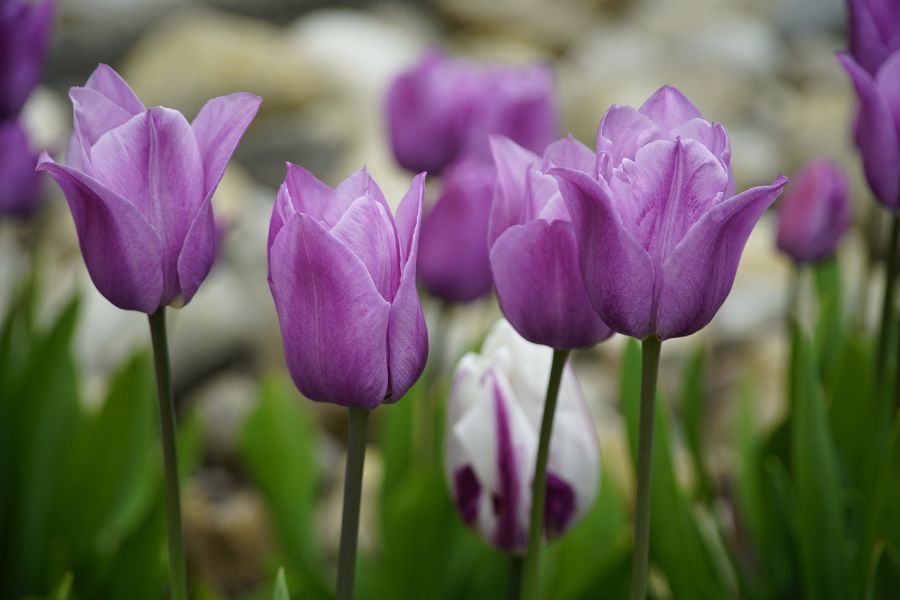 Tulip màu tím thường được chọn làm hoa cưới, với hy vọng rằng cặp đôi sẽ có một tình yêu thủy chung.