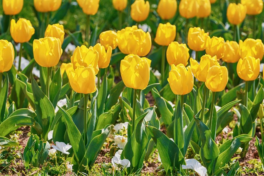 Hoa Tulip màu vàng thường đại diện cho tình bạn, niềm vui và sự tươi sáng giống như ánh nắng mặt trời rạng ngời.