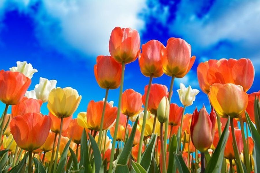 Hoa Tulip với màu sắc sặc sỡ cũng là một sự lựa chọn hợp lý cho không gian bàn thờ tươi mới ngày đầu năm.