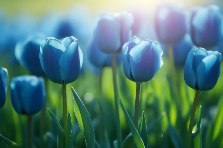 Tulip xanh như thể hiện sự hòa hợp của cặp đôi trong tình yêu và hôn nhân.