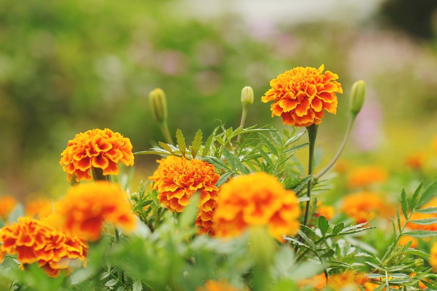 Hoa vạn thọ chưng Tết tượng trưng cho ánh mặt trời ấm áp và khát khao một cuộc sống giàu sang, sung túc.