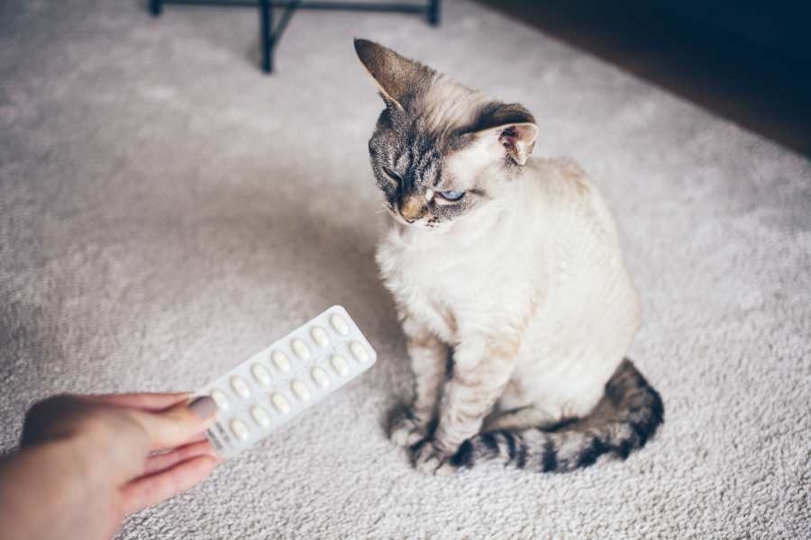 Mèo bị ghẻ và rụng lông nặng, nên sử dụng các loại thuốc kháng sinh điều trị.