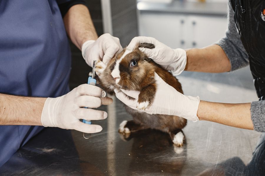Nên kiểm tra sức khỏe định kỳ cho Guinea Pig, phòng bệnh hơn chữa bệnh.