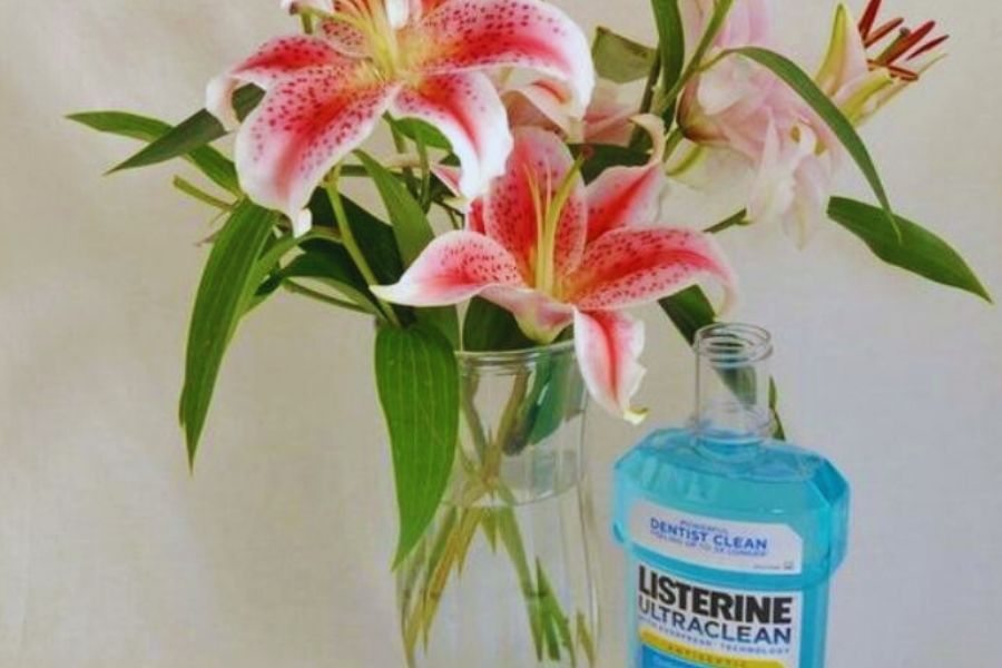 Listerine có khả năng diệt khuẩn, ngăn ngừa sự héo úa nhanh chóng của hoa.