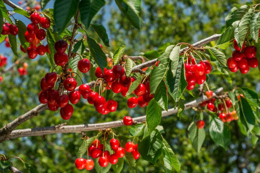 Chăm sóc cây Cherry đòi hỏi sự kiên nhẫn và quan sát tỉ mỉ để đảm bảo cây phát triển mạnh mẽ và sản xuất năng suất cao.