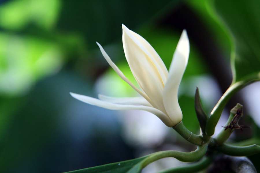 Một số lưu ý khi trồng và chăm sóc cây Ngọc Lan giúp cây mau nở hoa và phát triển vượt trội.