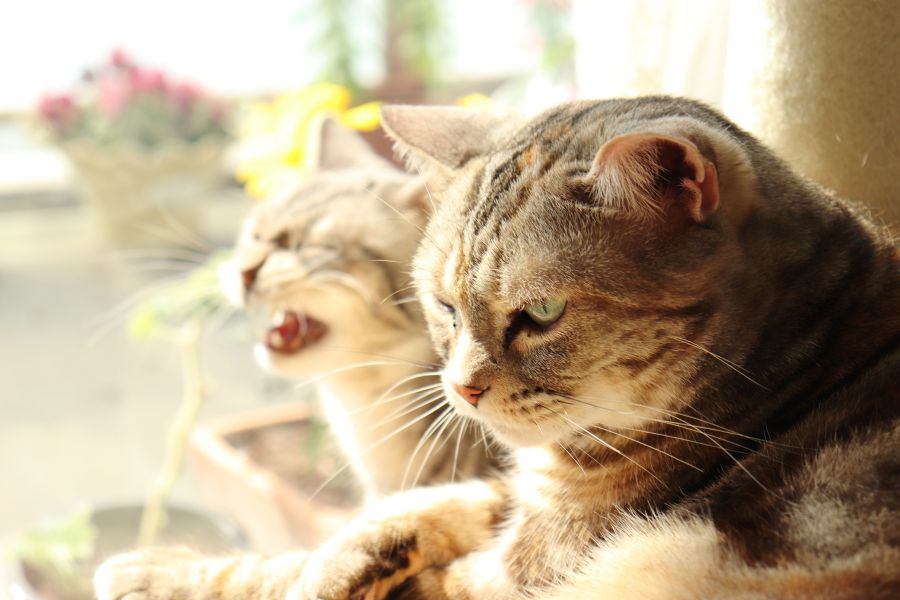 Khi mèo bị hắt xì hãy tránh cho chúng tiếp xúc với các bạn mèo khác để tránh lây bệnh.