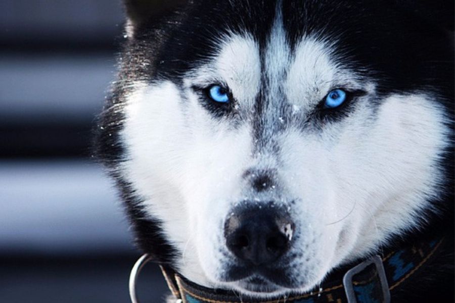 Chó Husky sở hữu màu mắt xanh da trời đẹp ấn tượng.